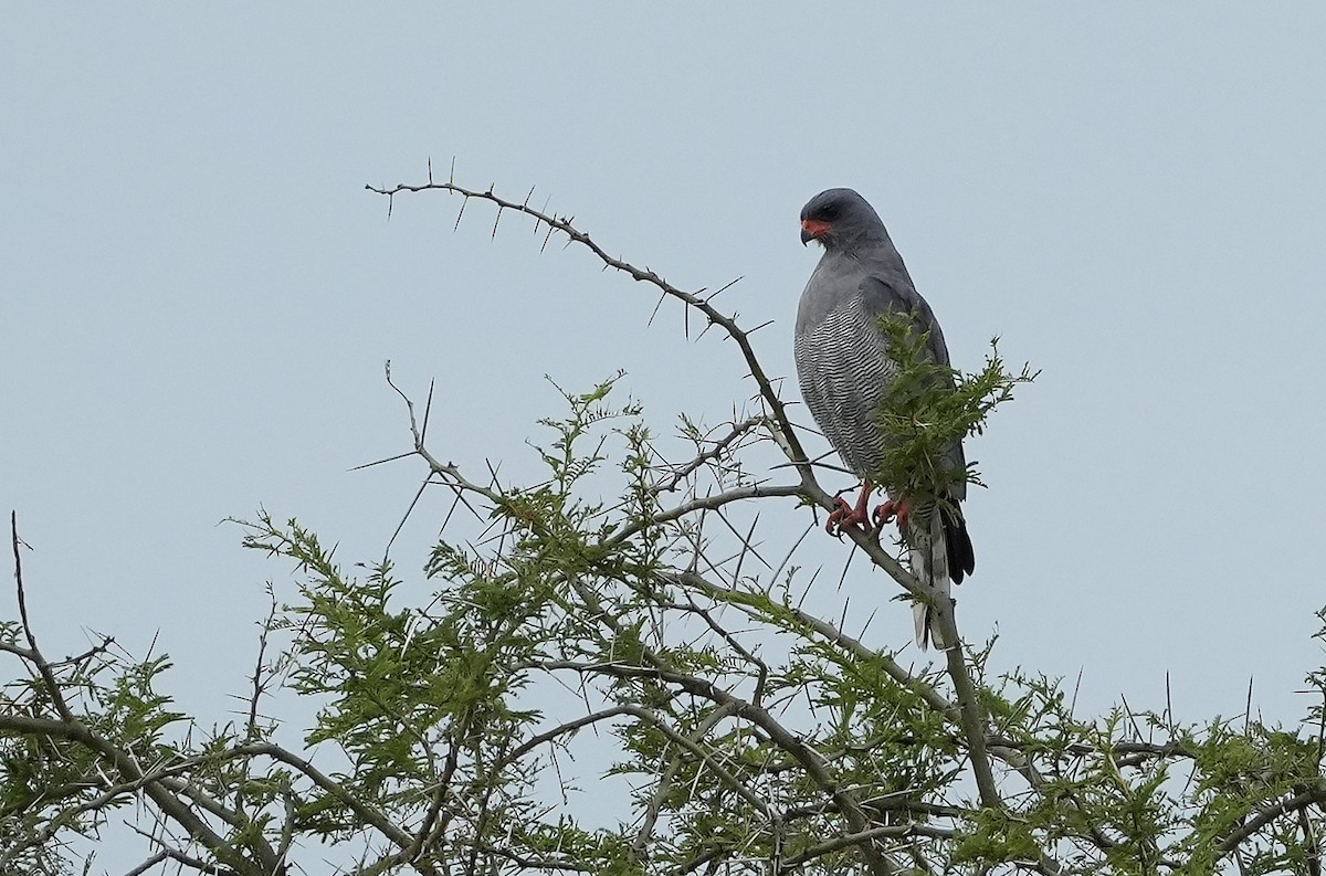 Dark Chanting-Goshawk - ML643930175