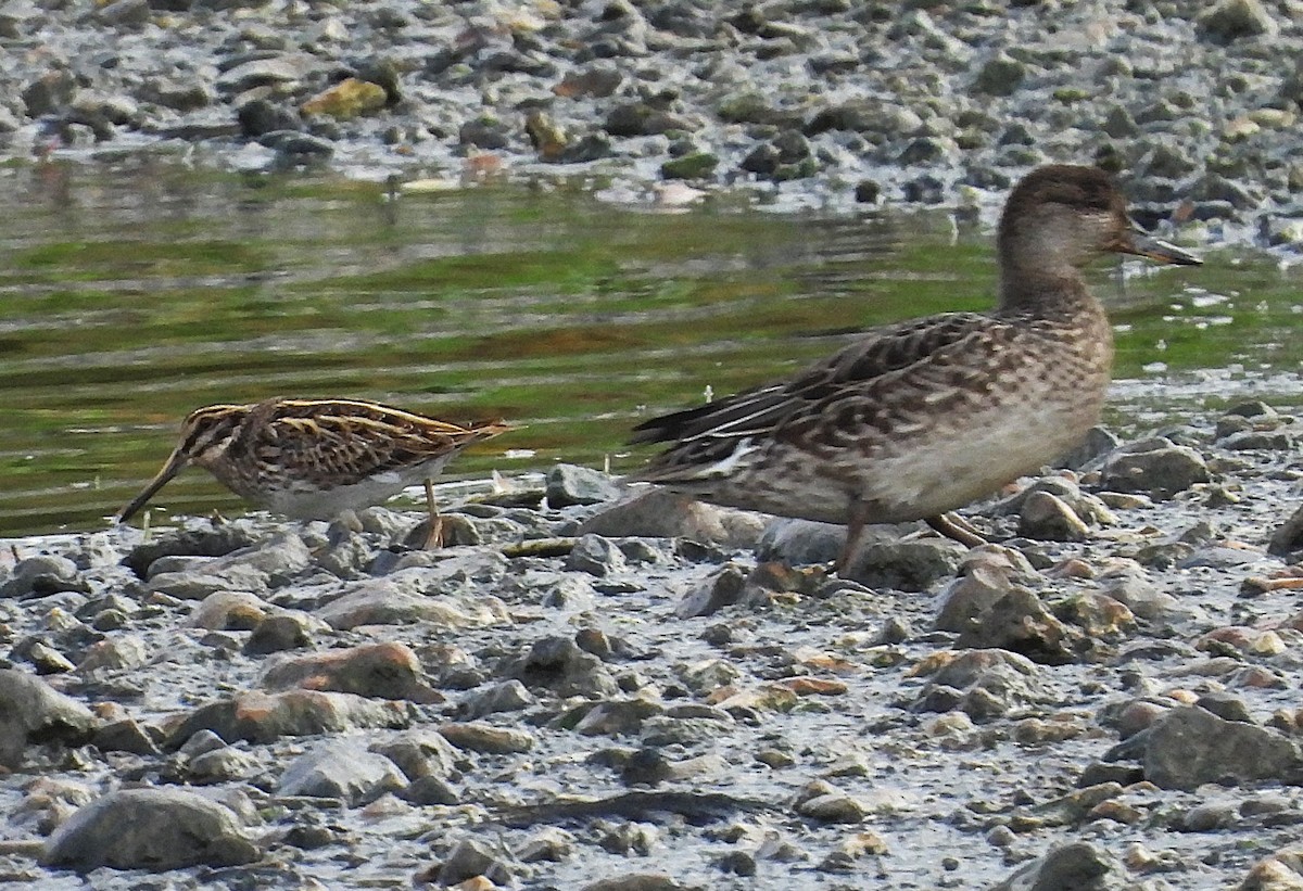 Jack Snipe - ML643930176