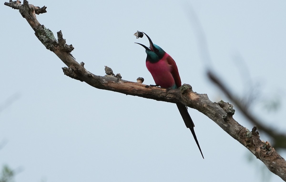 Нубийская щурка - ML643930183