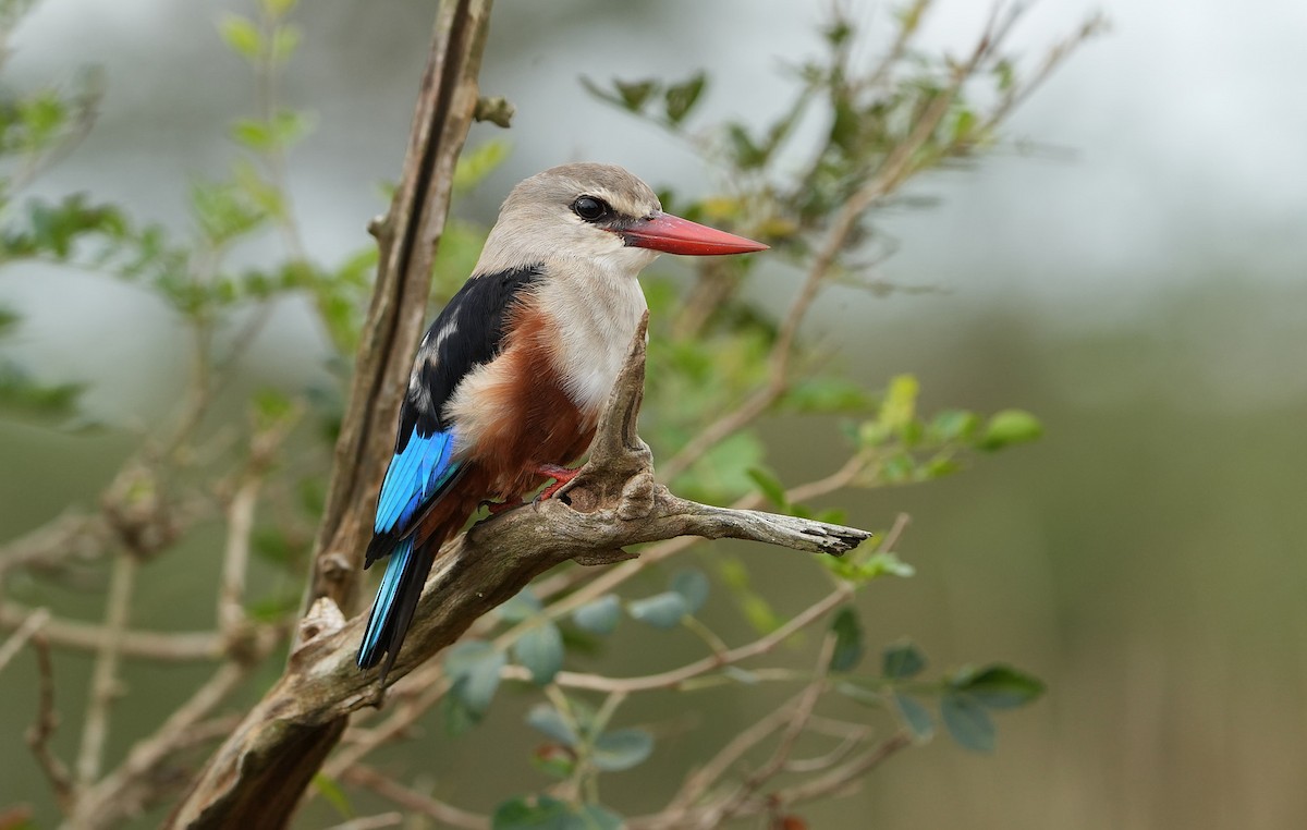Alción Cabeciblanco - ML643930192