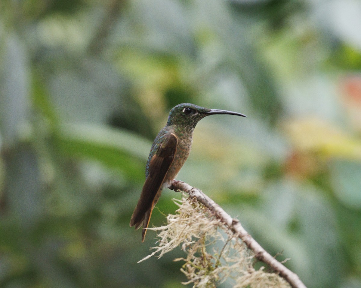 Fawn-breasted Brilliant - ML643930210