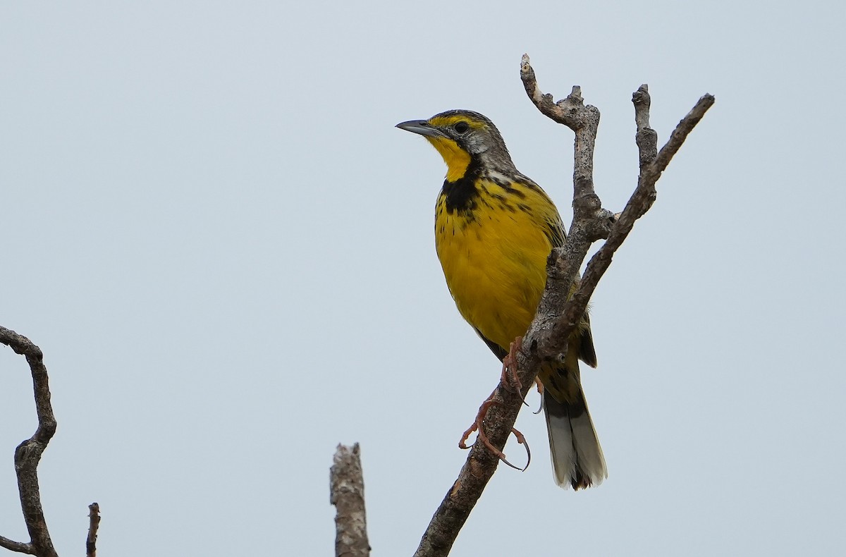 gulstrupepiplerke - ML643930212