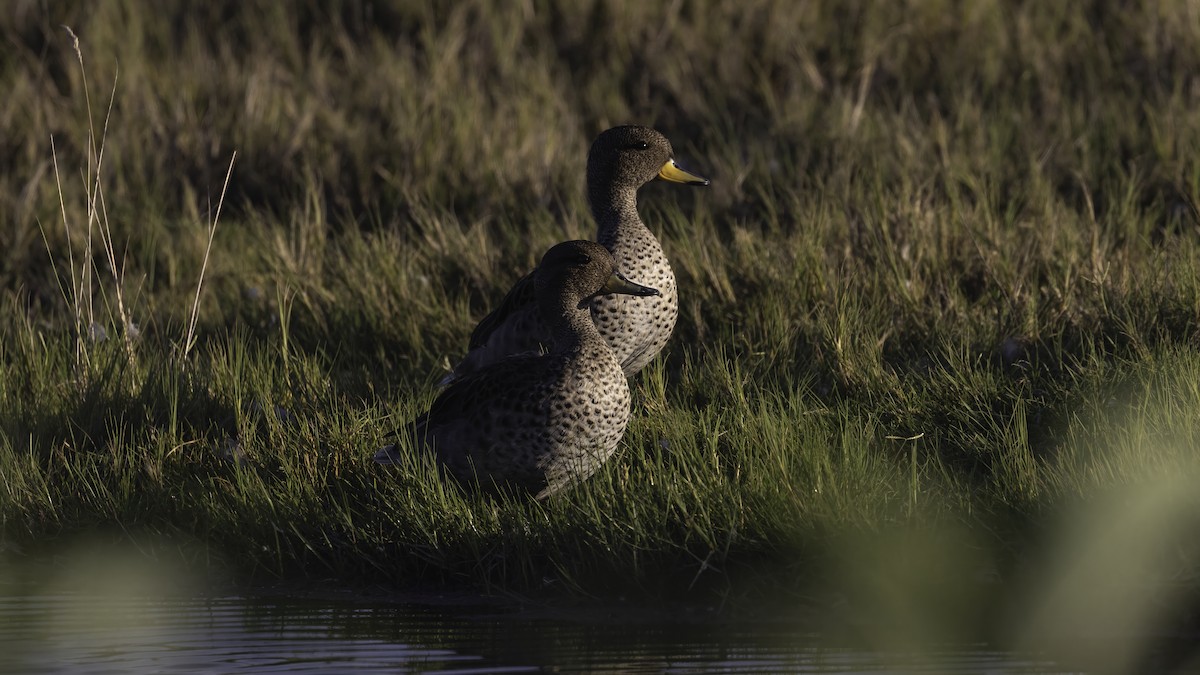Yellow-billed Teal - ML643930218