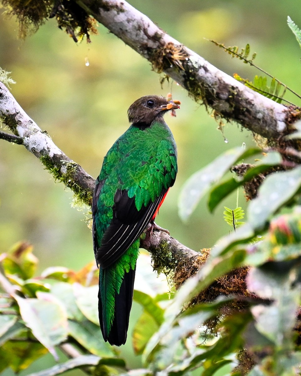 Quetzal doré - ML643930220