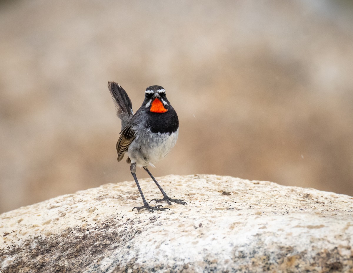 Chinese Rubythroat - ML643930229
