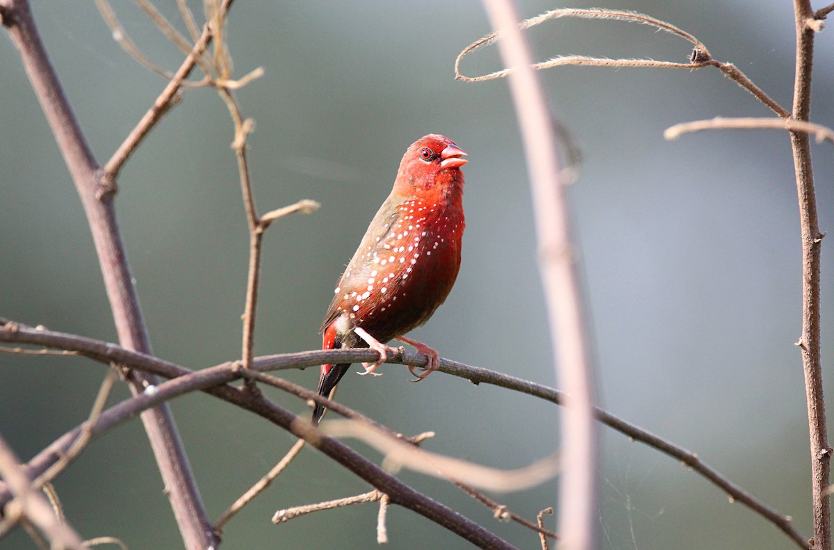 Bengali rouge - ML643930278