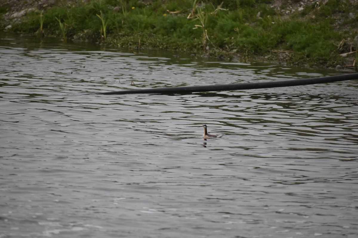 Wilson's Phalarope - ML643930281