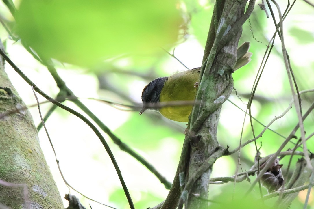 Paruline à diadème - ML643930286