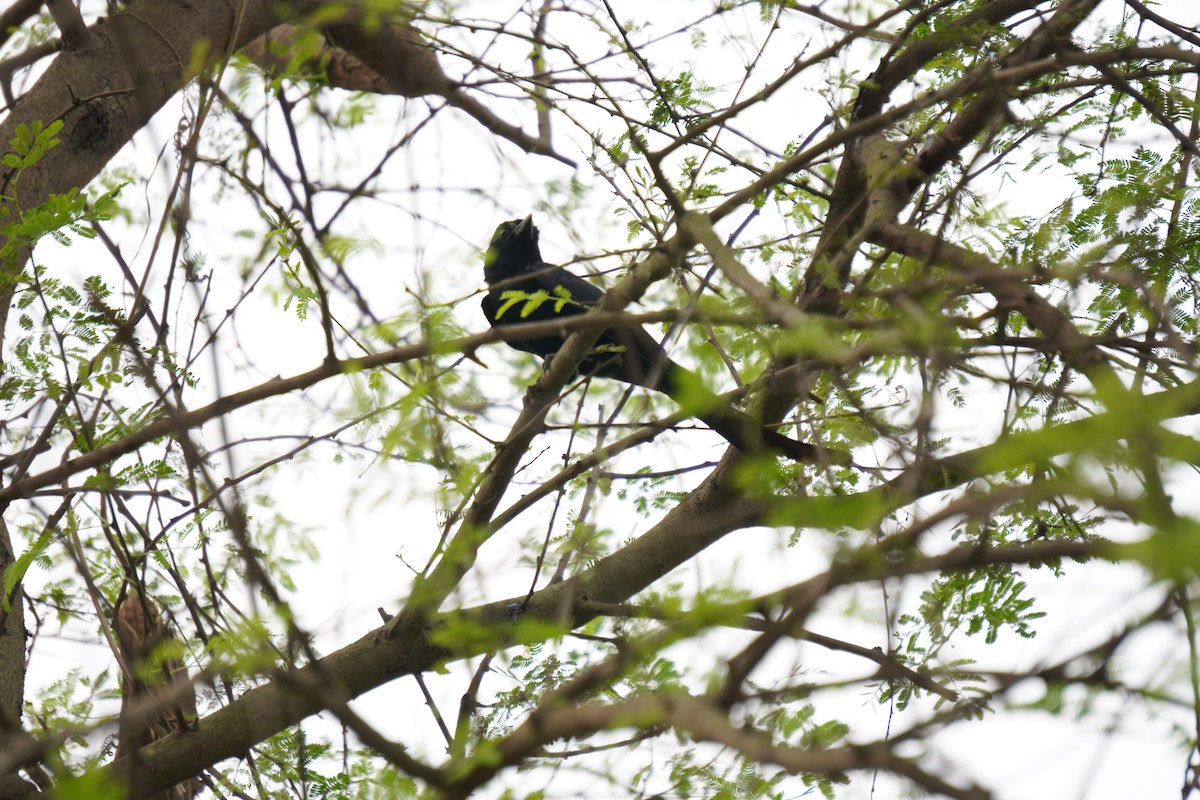 svartdrongo - ML643930287