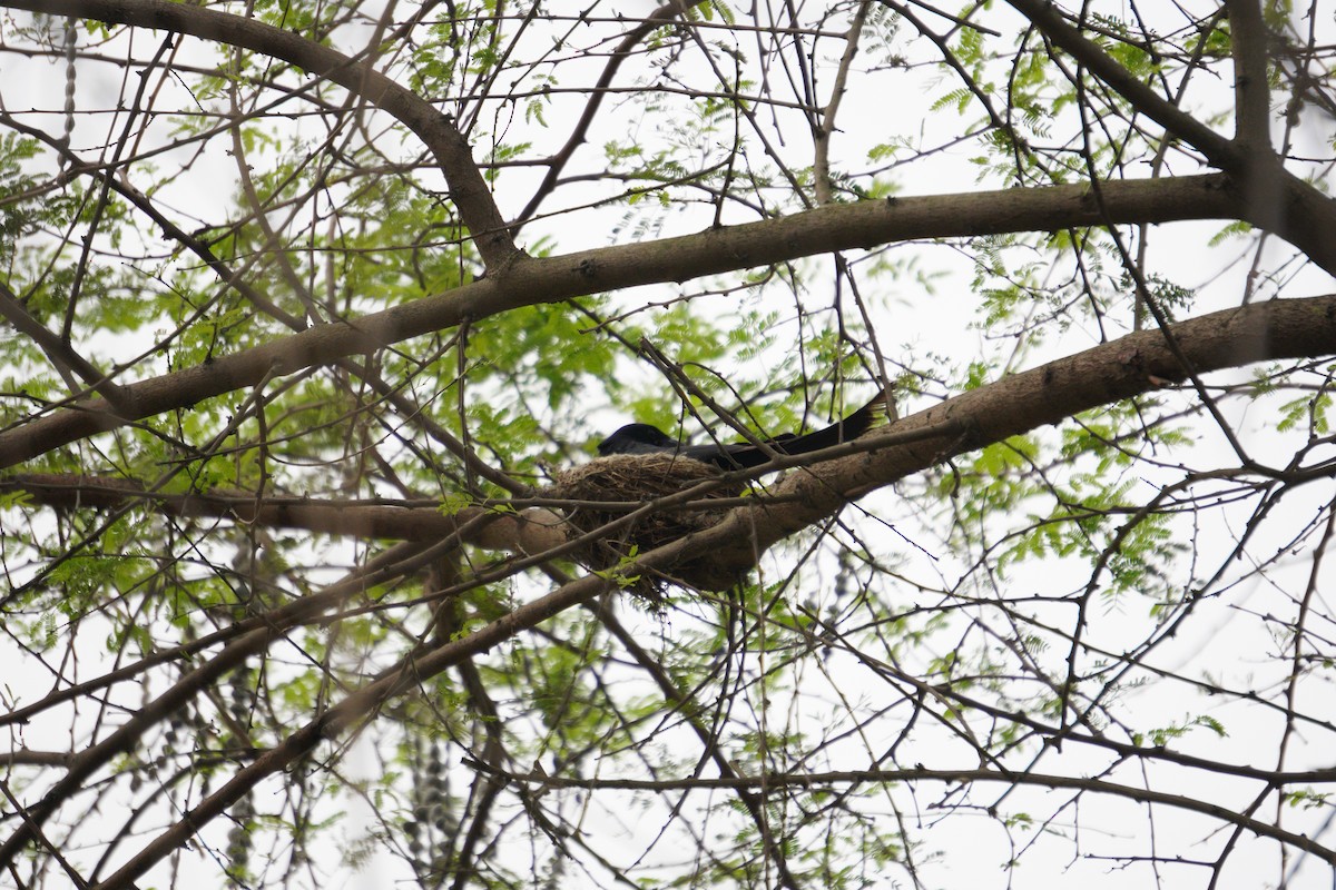 svartdrongo - ML643930288