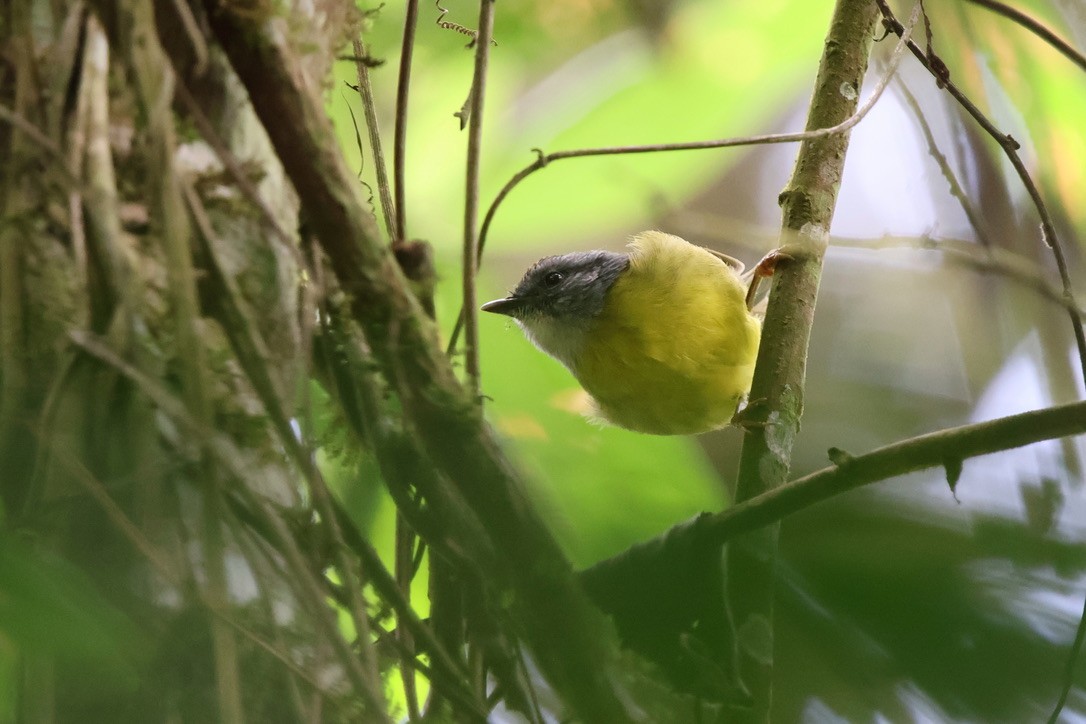 Paruline à diadème - ML643930295
