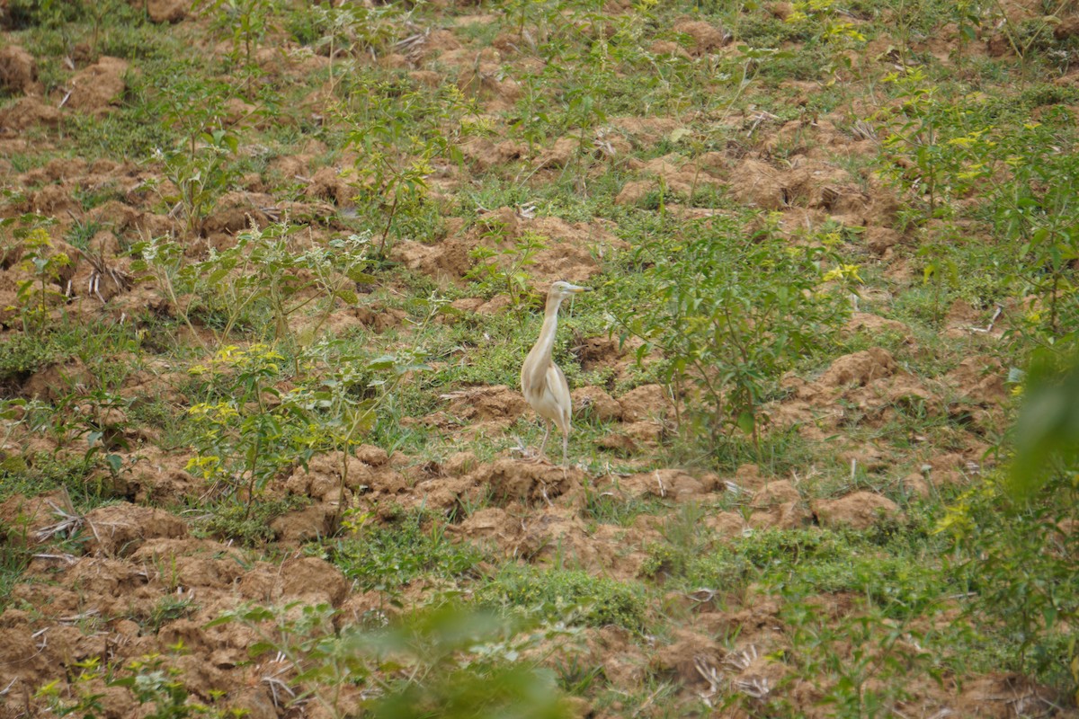 Indian Pond-Heron - ML643930315