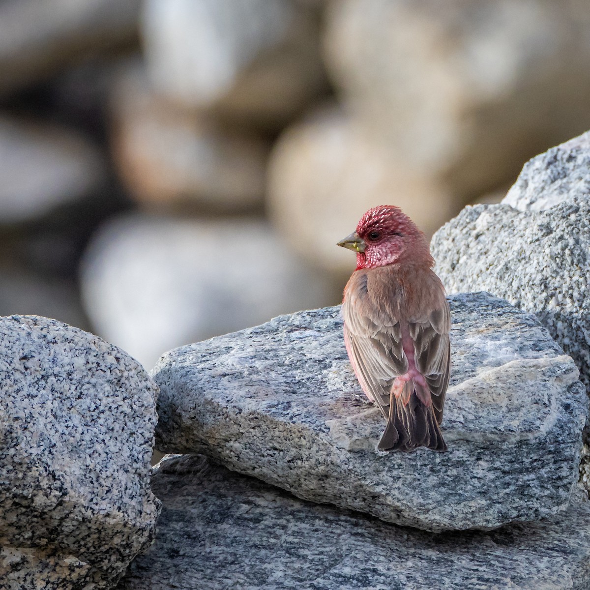 fjellrosenfink - ML643930322