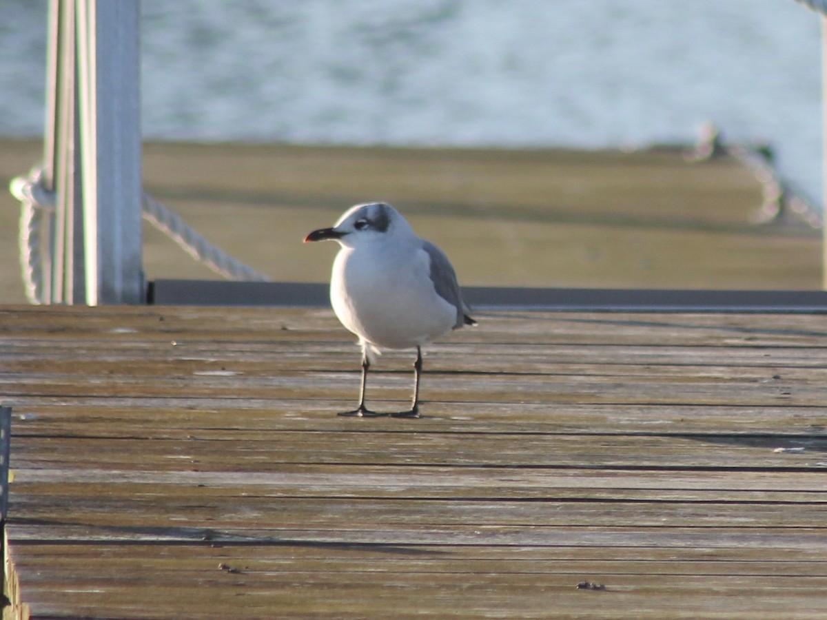 Laughing Gull - ML643930332