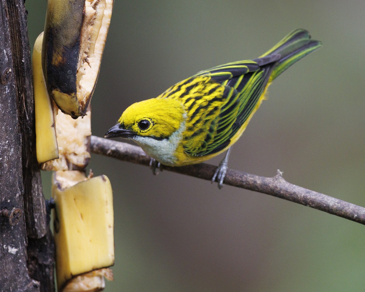 Silver-throated Tanager - ML643930340