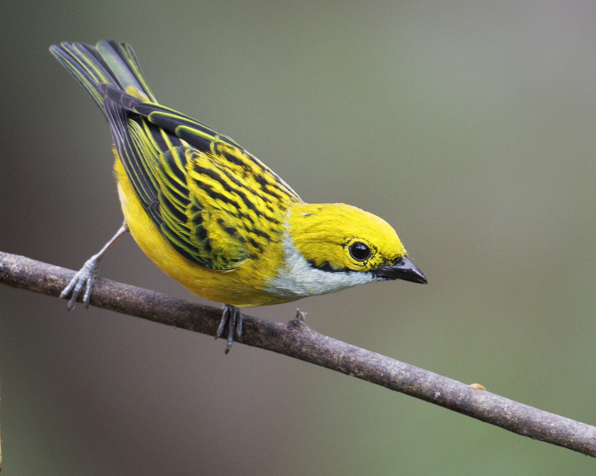 Silver-throated Tanager - ML643930341