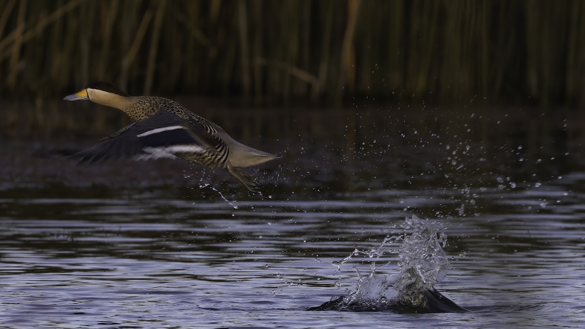 Silver Teal - ML643930343