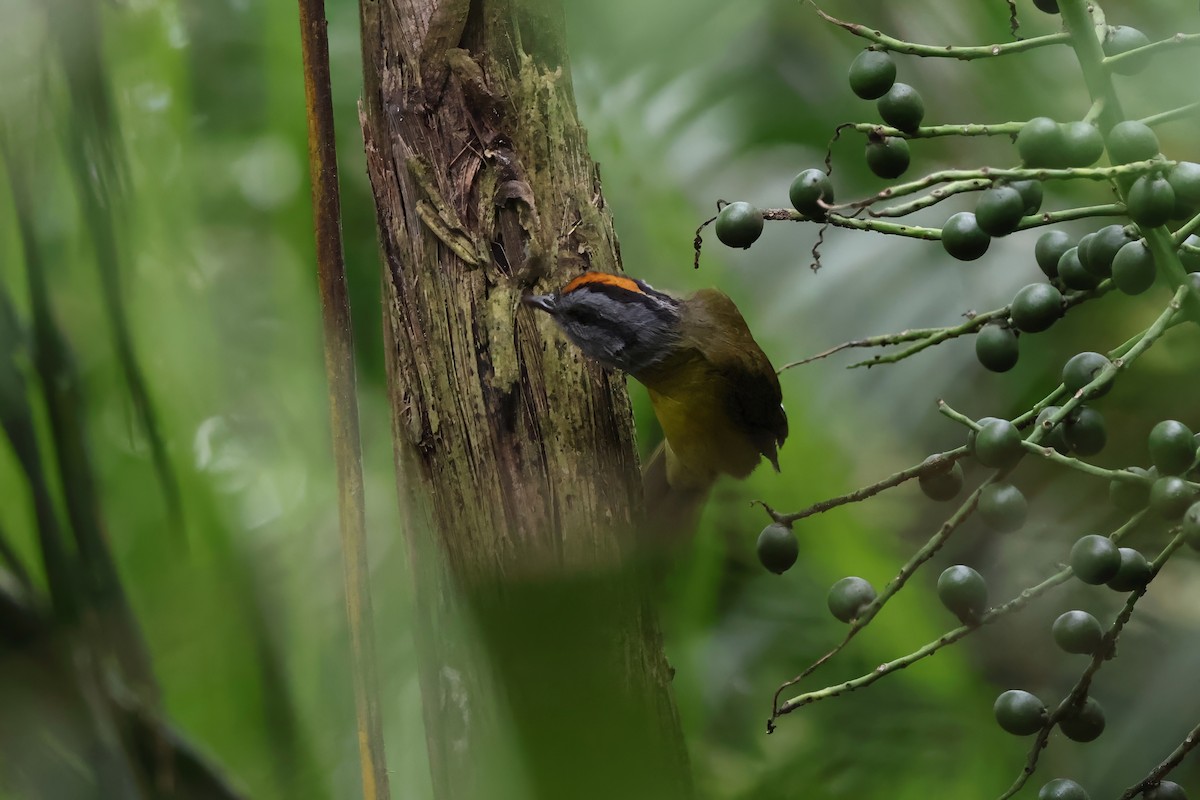 Paruline à diadème - ML643930347