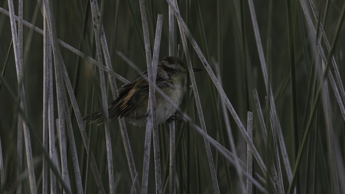 Wren-like Rushbird - ML643930360