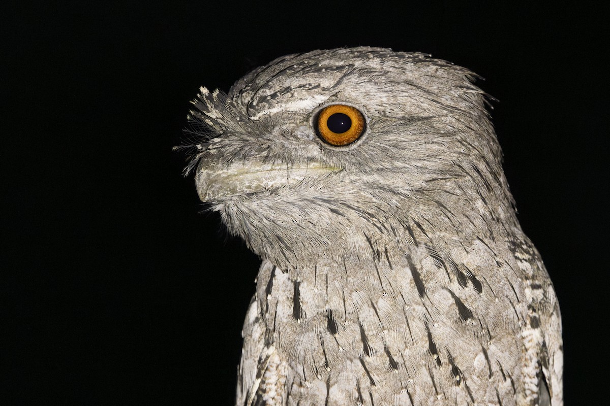 Tawny Frogmouth - ML643930378
