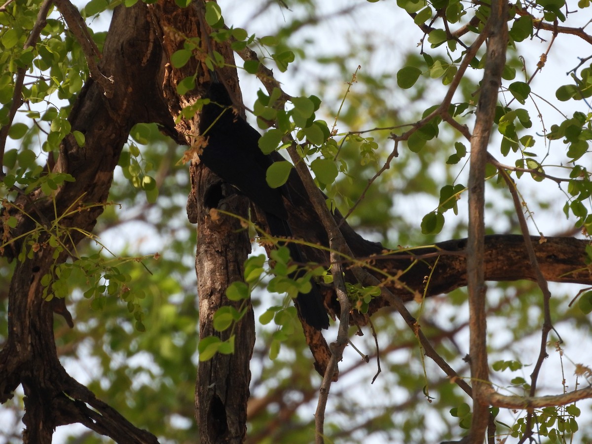 Common Scimitarbill - ML643930386