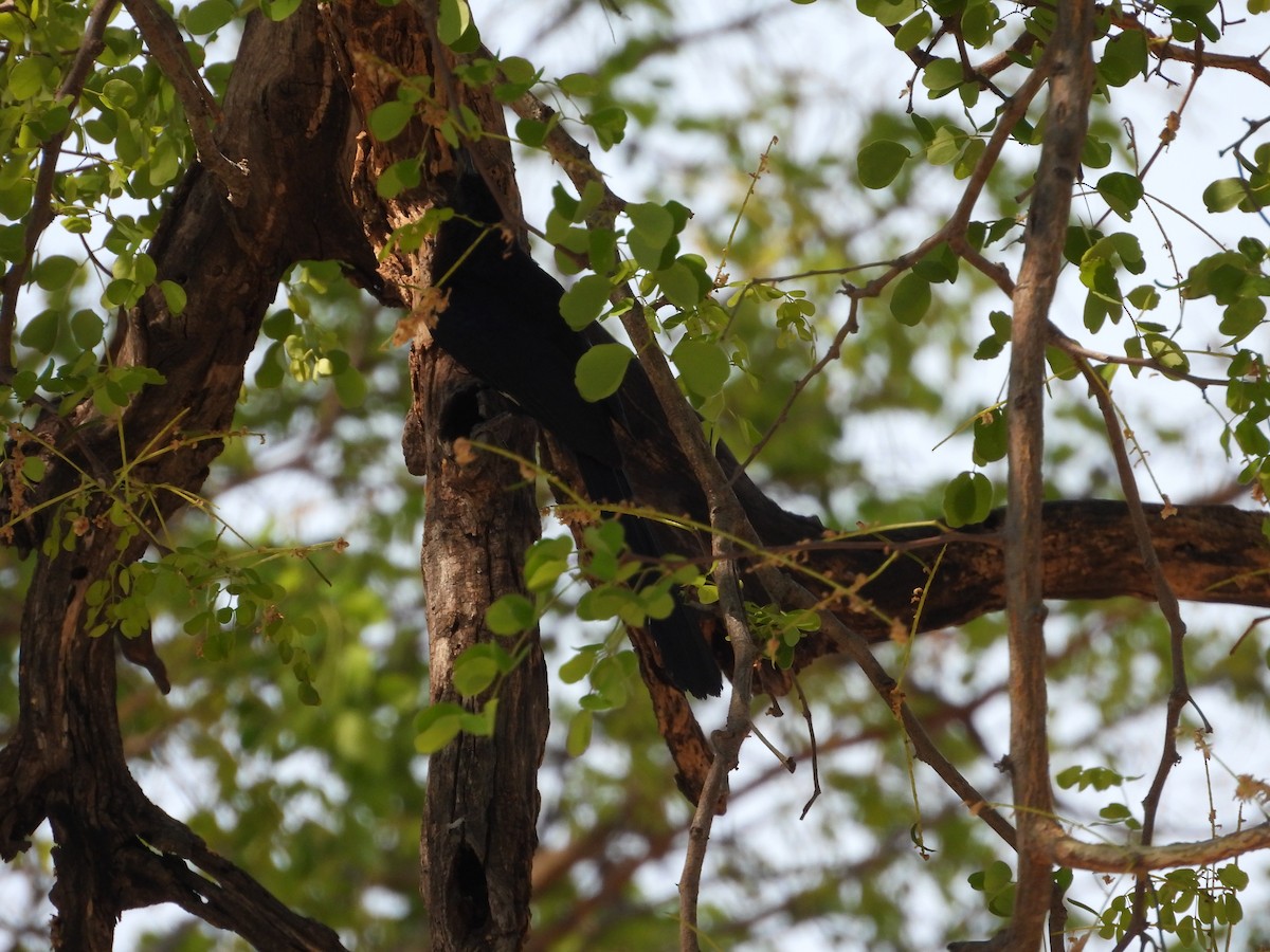 Common Scimitarbill - ML643930387