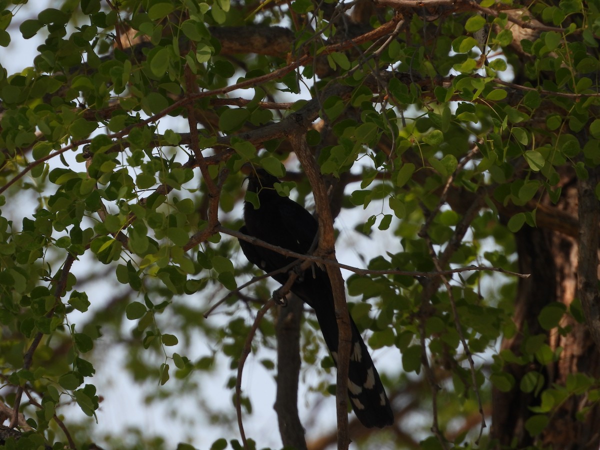 Common Scimitarbill - ML643930389