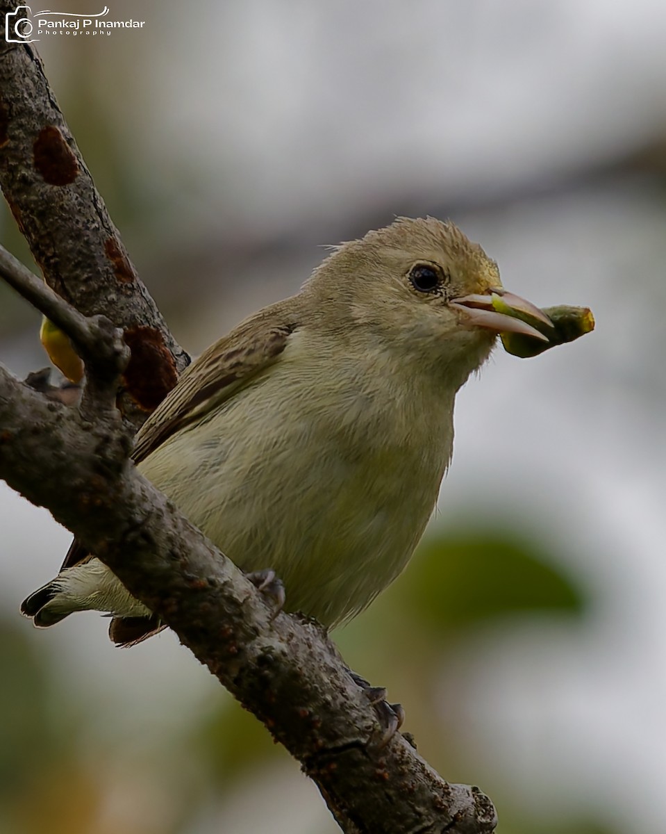 Pale-billed Flowerpecker - ML643930402
