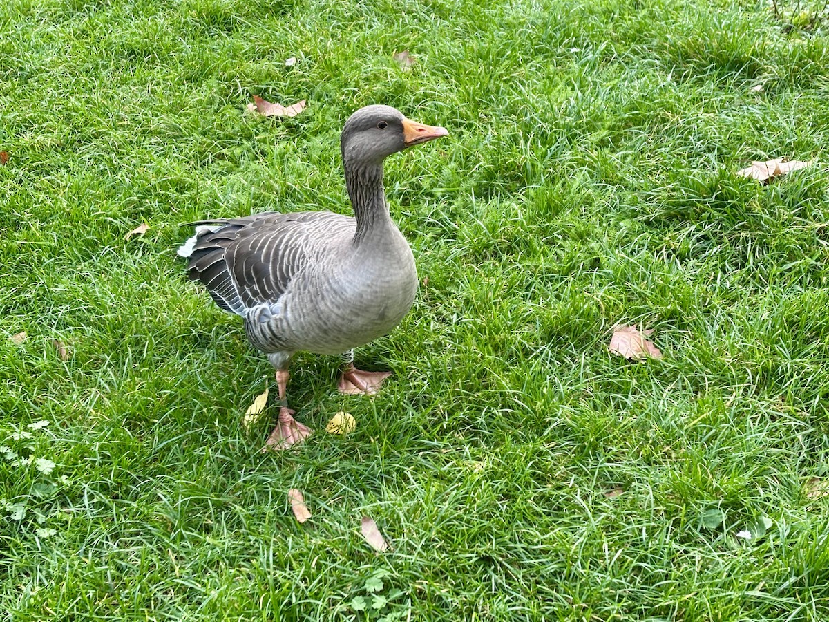 Graylag Goose - ML643930403