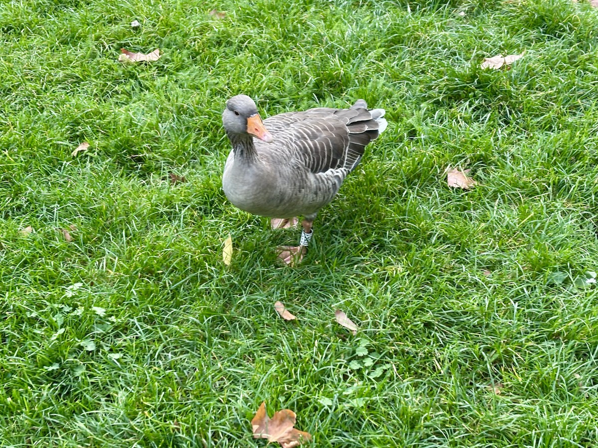 Graylag Goose - ML643930404