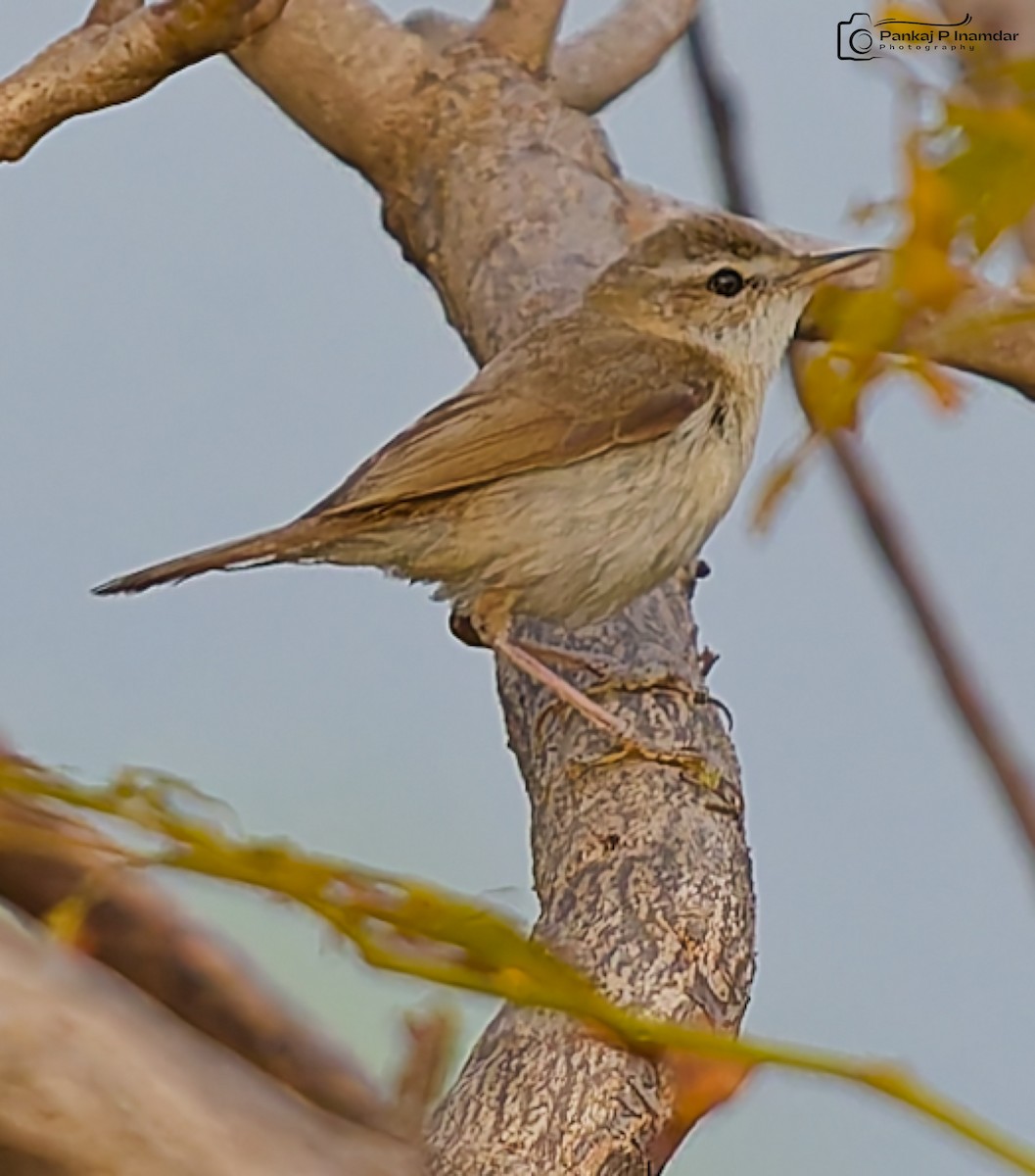 Хээрийн охил бялзуухай - ML643930405