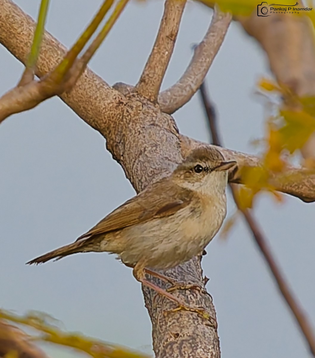 Хээрийн охил бялзуухай - ML643930406