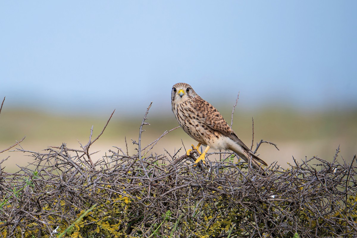 Eurasian Kestrel - ML643930407