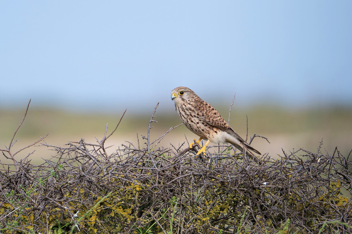 Eurasian Kestrel - ML643930409