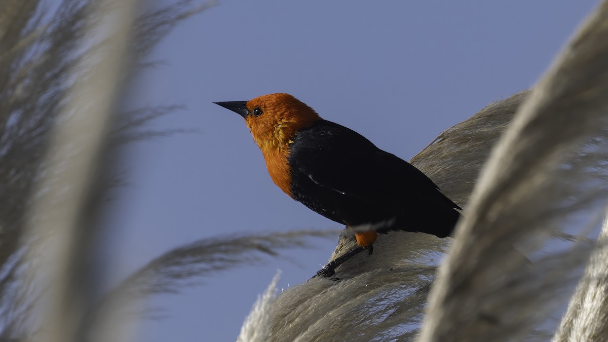 Трупіал червоноголовий - ML643930437