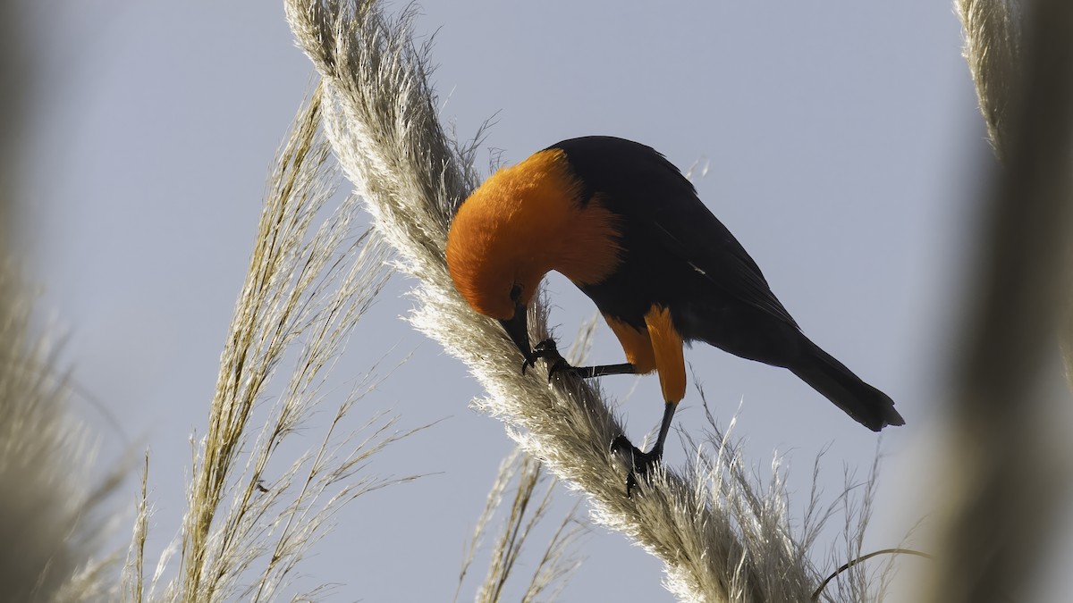 Трупіал червоноголовий - ML643930438