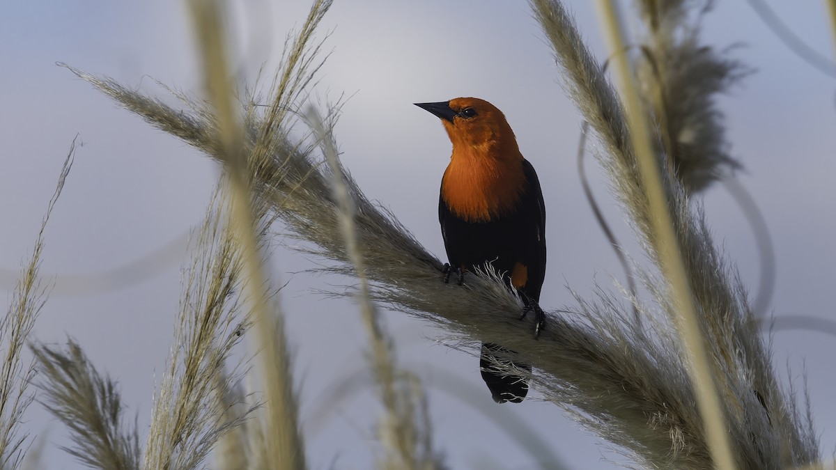 Трупіал червоноголовий - ML643930439