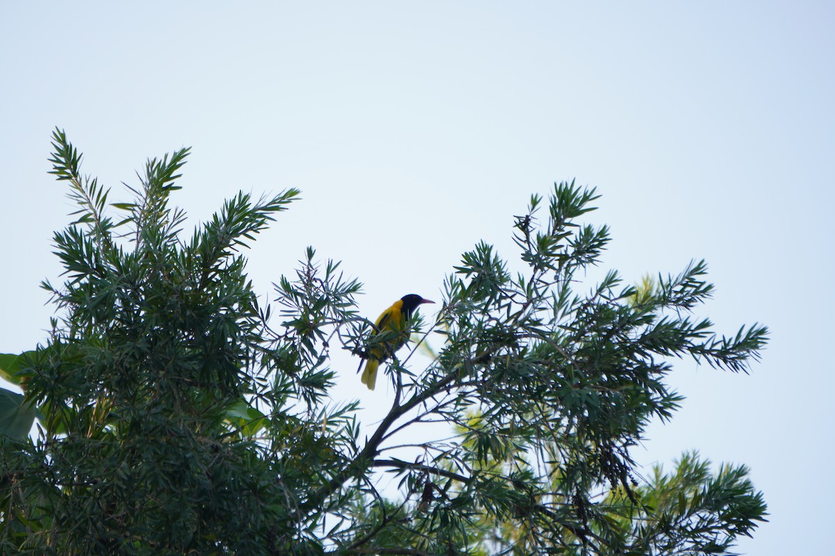 svarthettepirol - ML643930440