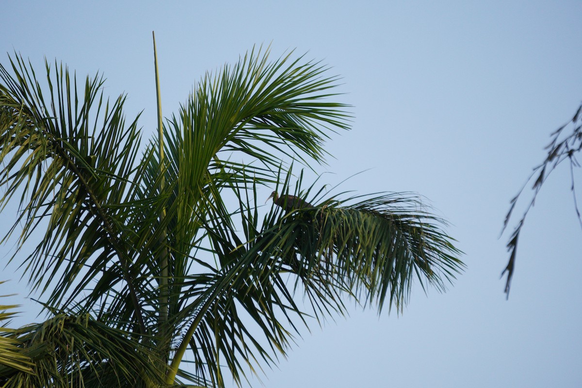 rødvorteibis - ML643930458