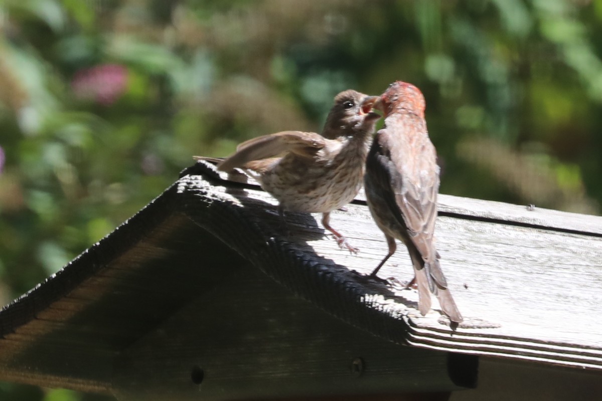 House Finch - ML643930472