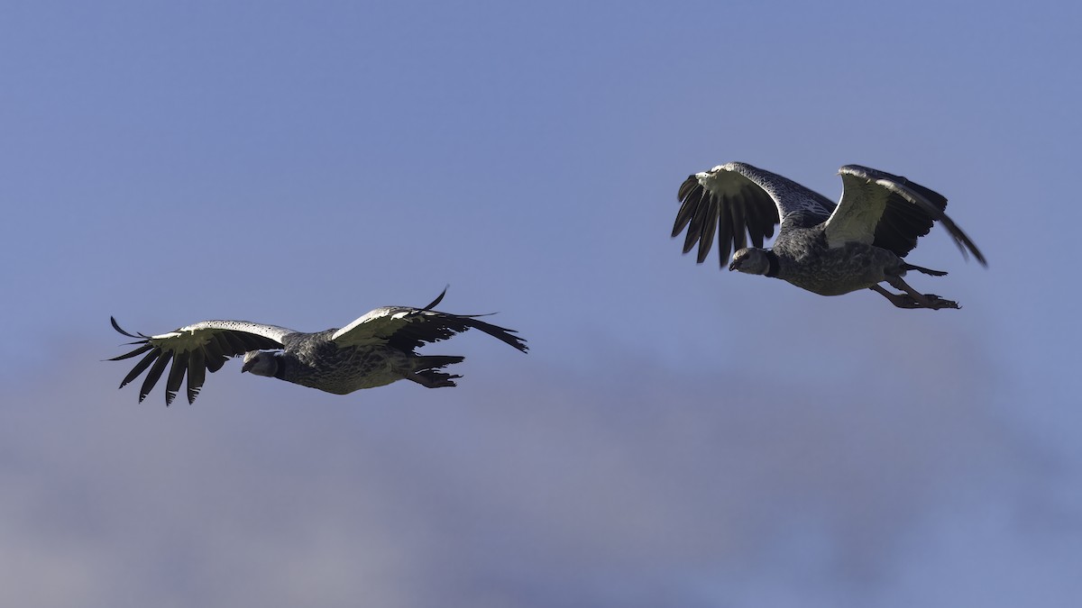 Southern Screamer - ML643930475