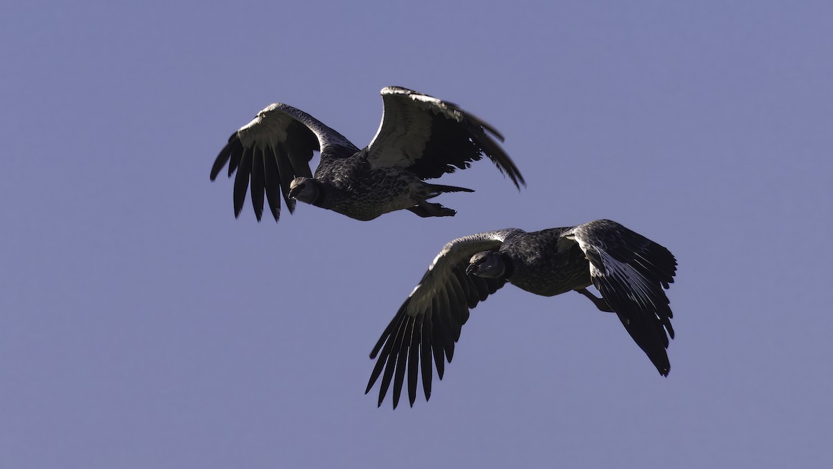 Southern Screamer - ML643930476