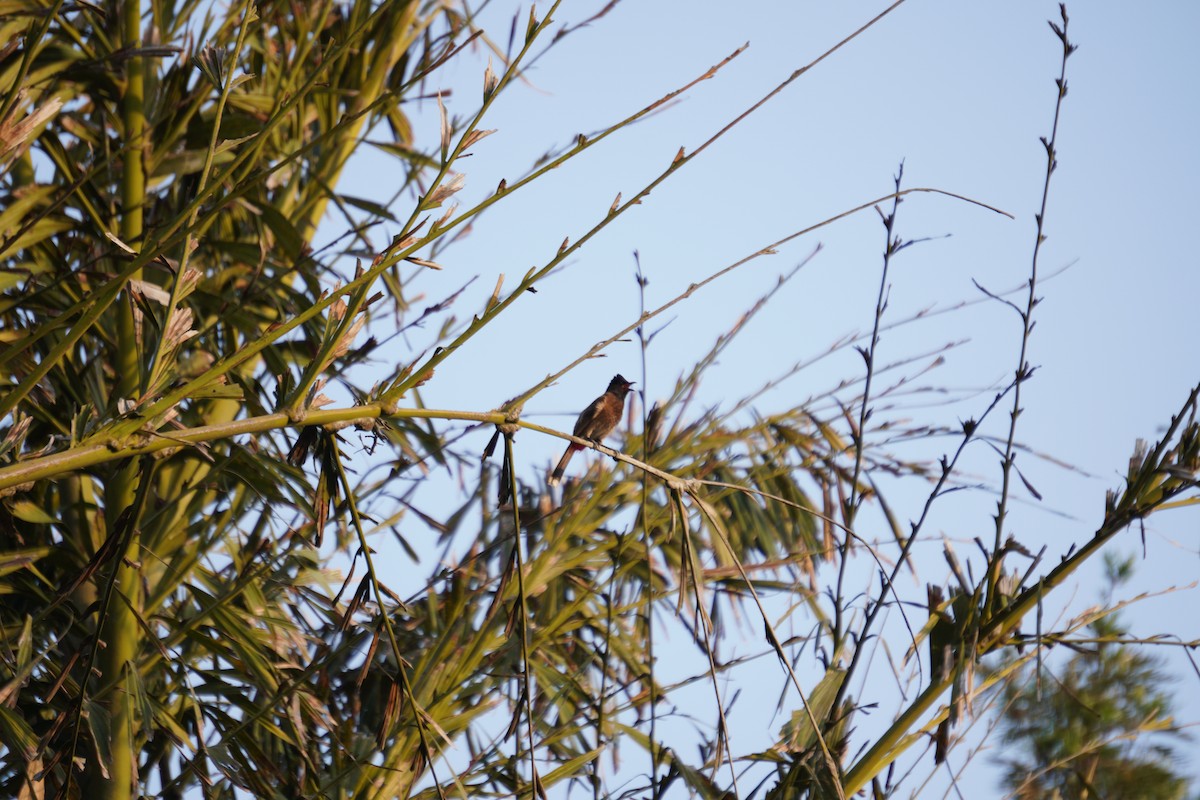 rødgumpbylbyl - ML643930481