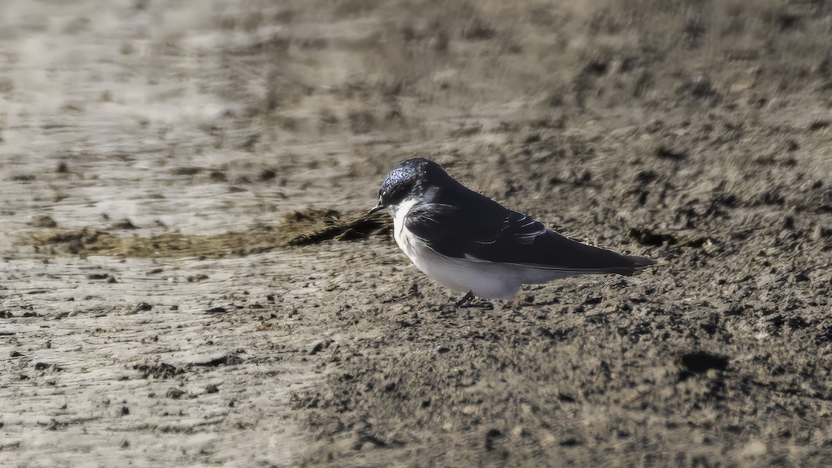 White-rumped Swallow - ML643930506