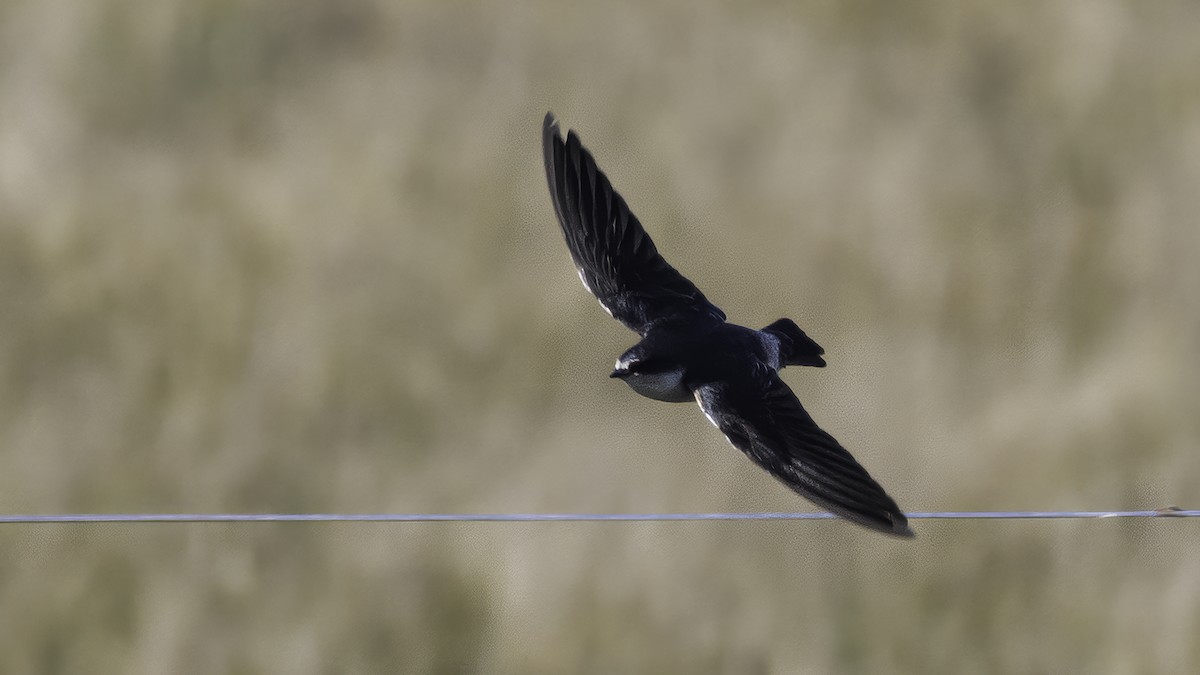 White-rumped Swallow - ML643930507