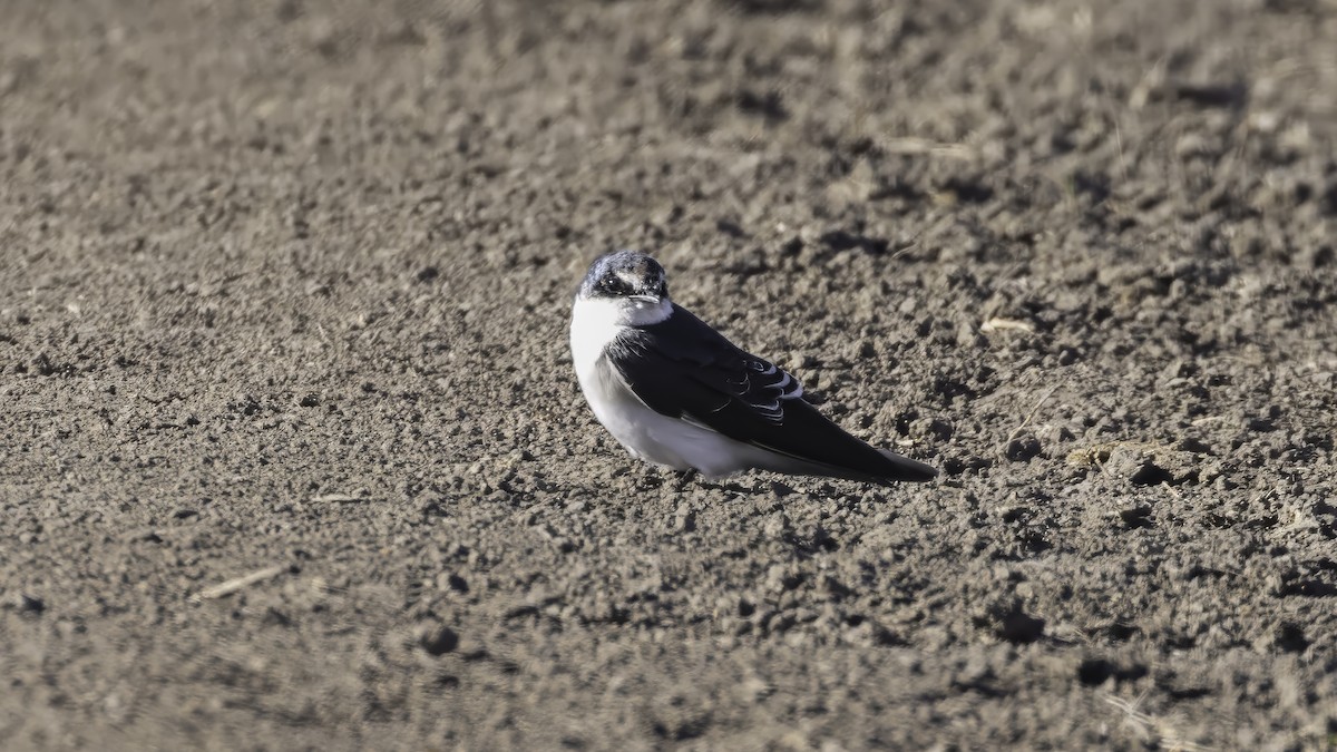White-rumped Swallow - ML643930508