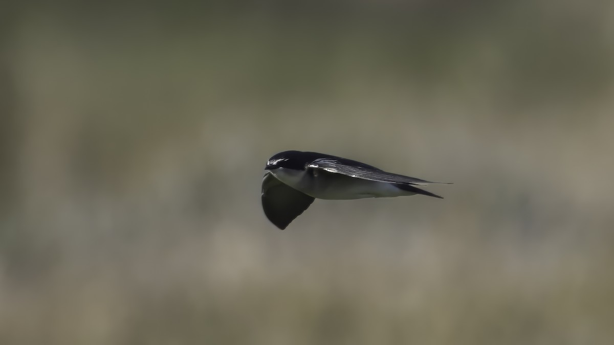 White-rumped Swallow - ML643930519