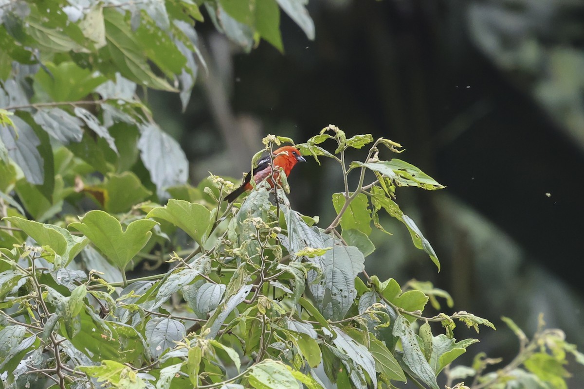White-winged Tanager - ML643930526