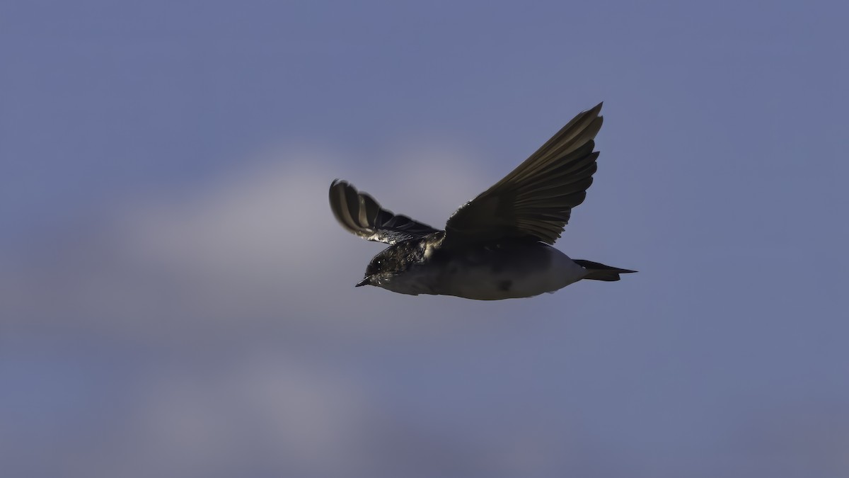 White-rumped/Chilean Swallow - ML643930527