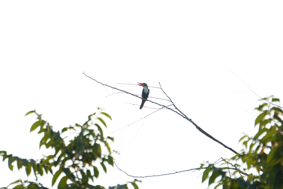 kastanjeisfugl - ML643930529